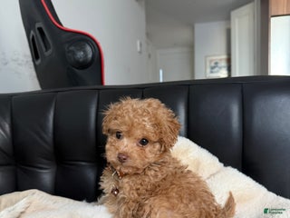 Toy Poodle dogs Melvin - Ad 10