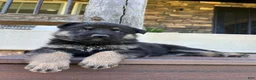 German Shepherd dogs for sale: Monte - Ad 8