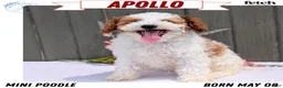 Miniature Poodle dogs for sale: Apollo - Ad 1