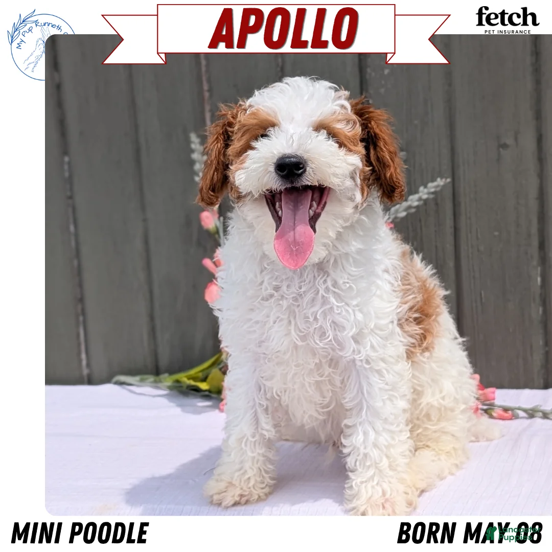 Miniature Poodle dogs for sale: Apollo - Ad 1