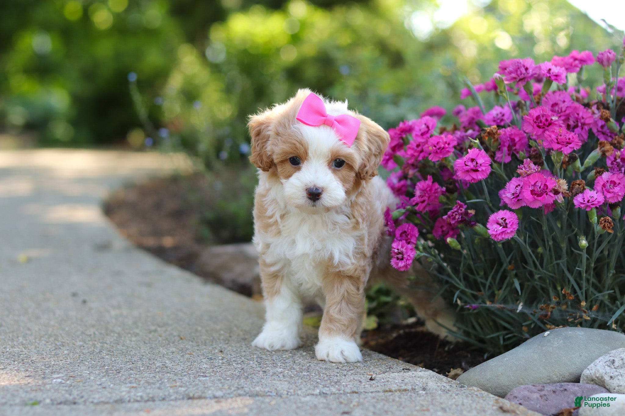 Cavapoo dogs Haven - Ad 1