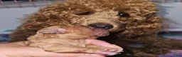 Toy Poodle dogs for sale: Toy Poodle 3 - Ad 6