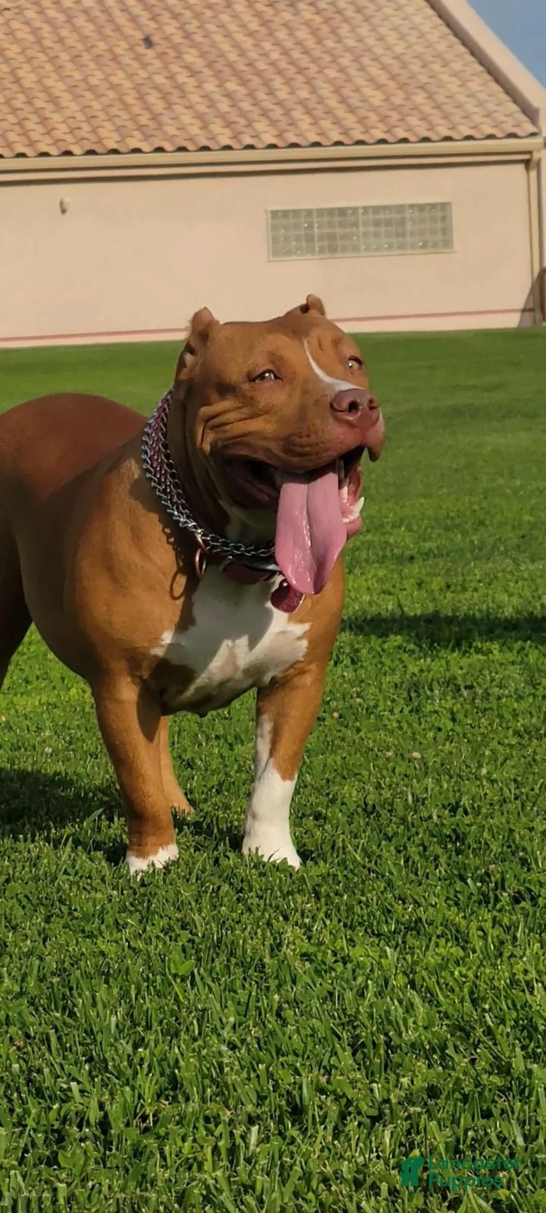 American Bully dogs for sale: American Bully Puppy 3 - Ad 2