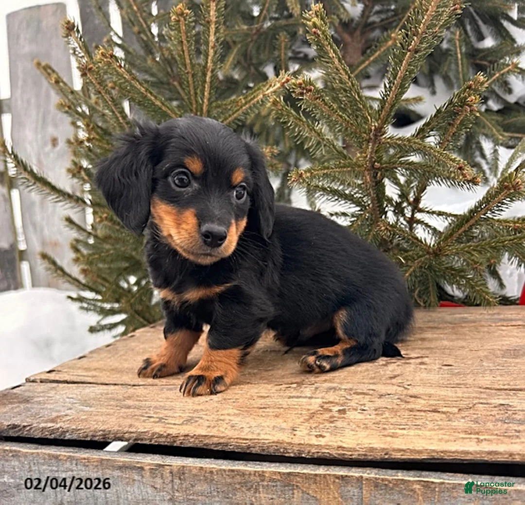 Miniature Dachshund dogs for sale: Mason - Ad 3