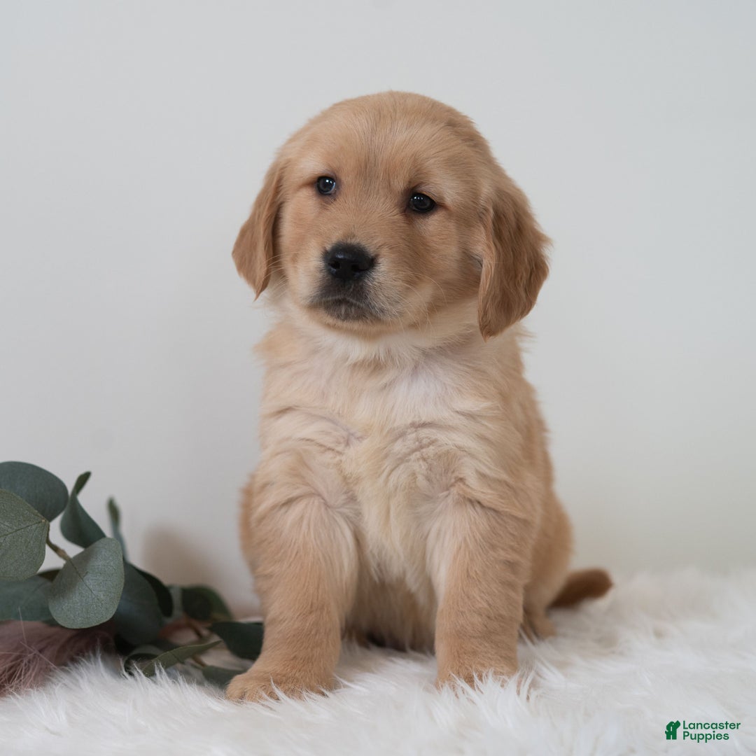 Golden Retriever dogs for sale: Sailor  - Ad 1