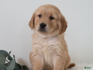 Golden Retriever dogs Sailor - Ad 32