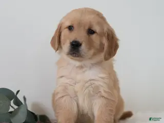 Golden Retriever dogs Sailor - Ad 34