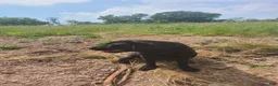 Labrador Retriever dogs for sale: Midnight - Ad 5