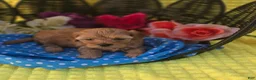 Maltipoo dogs for sale: Magic - Ad 6