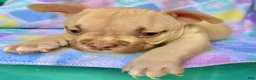 American Bully dogs for sale: American Bully 1 - Ad 7
