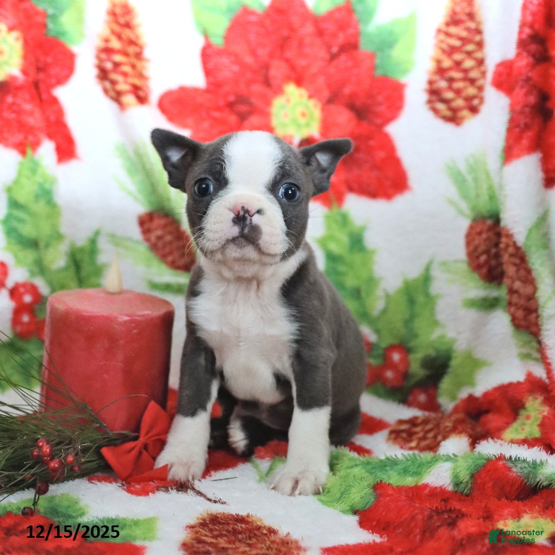 Boston Terrier dogs for sale: Homer - Ad 1
