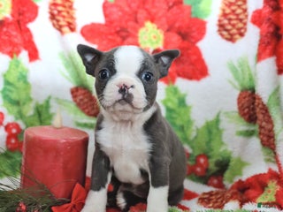 Boston Terrier dogs Homer - Ad 1