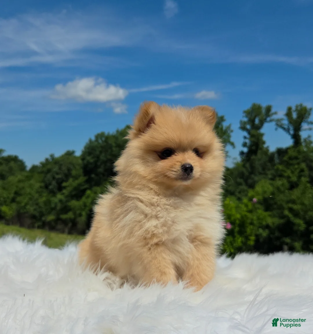 Pomeranian dogs for sale: Butterscotch  - Ad 1