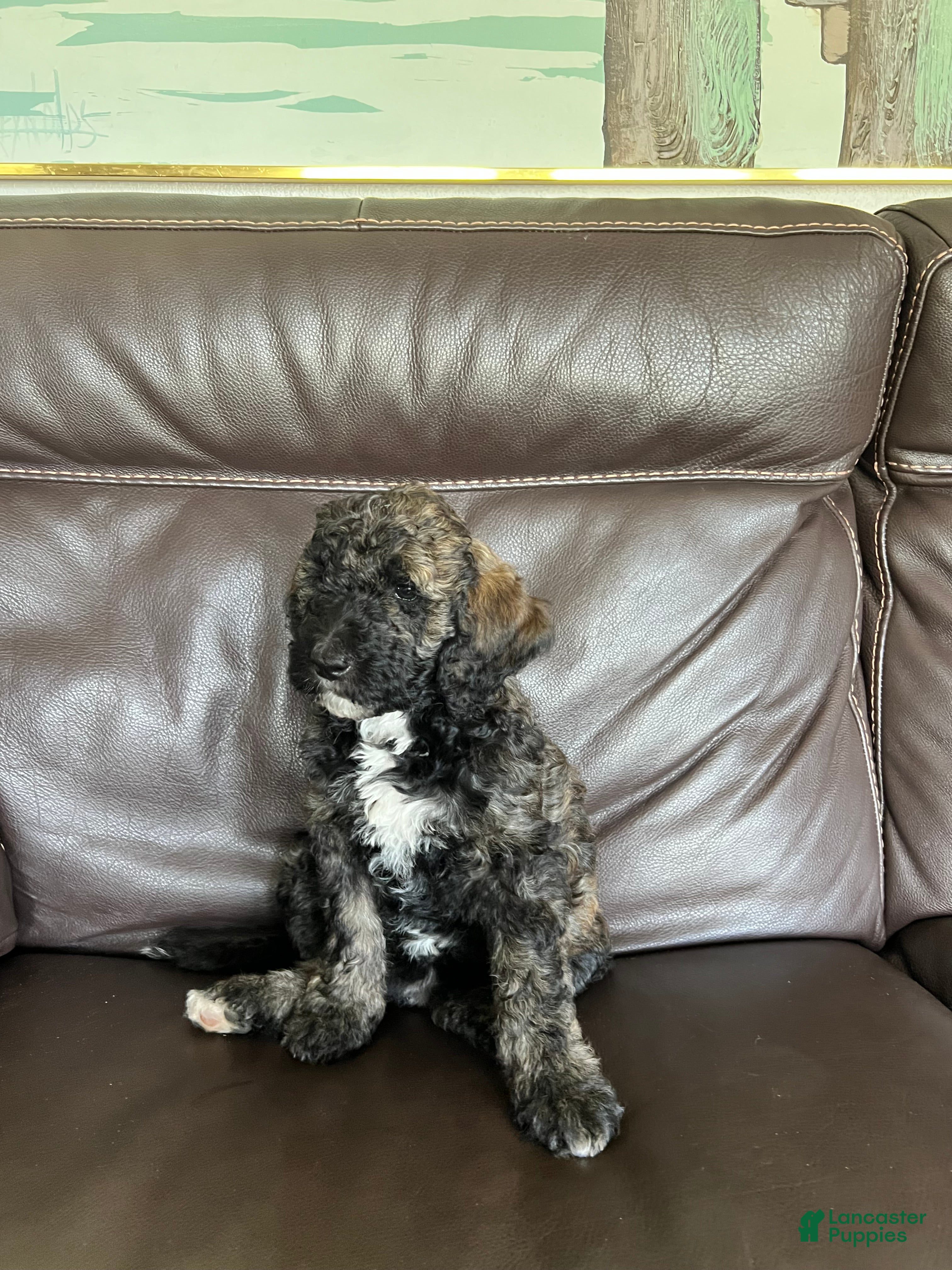 Mixed Breed dogs Layla - Ad 2