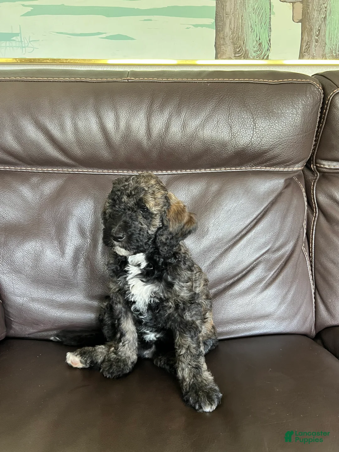 Mixed Breed dogs for sale: Layla - Ad 2