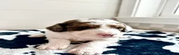 Bernedoodle dogs for sale: Cricket - Ad 4