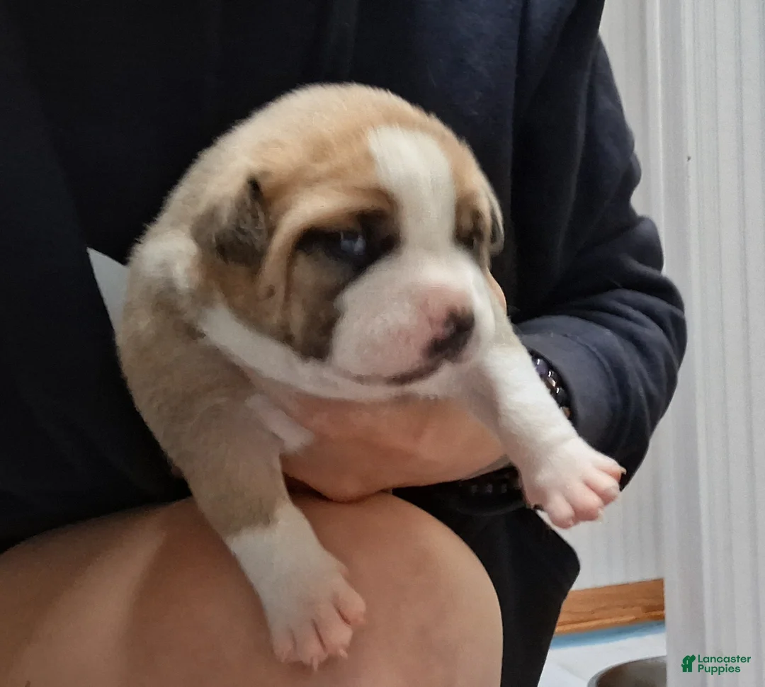 American Bully dogs for sale: American Bully Puppy 2 - Ad 1