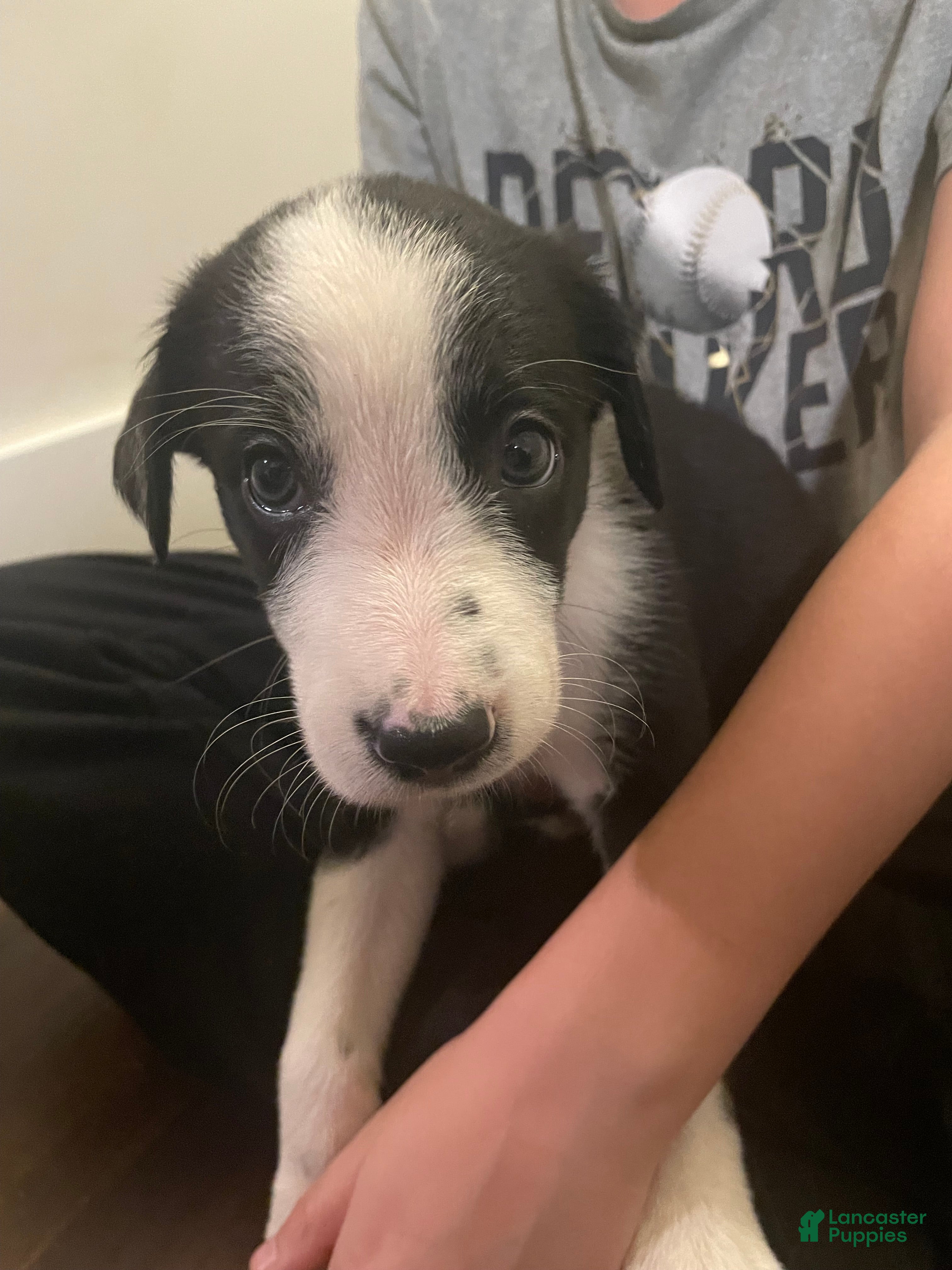 Border Collie dogs Mikey - Ad 28