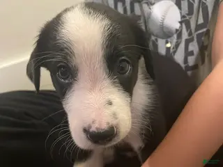 Border Collie dogs Mikey - Ad 28