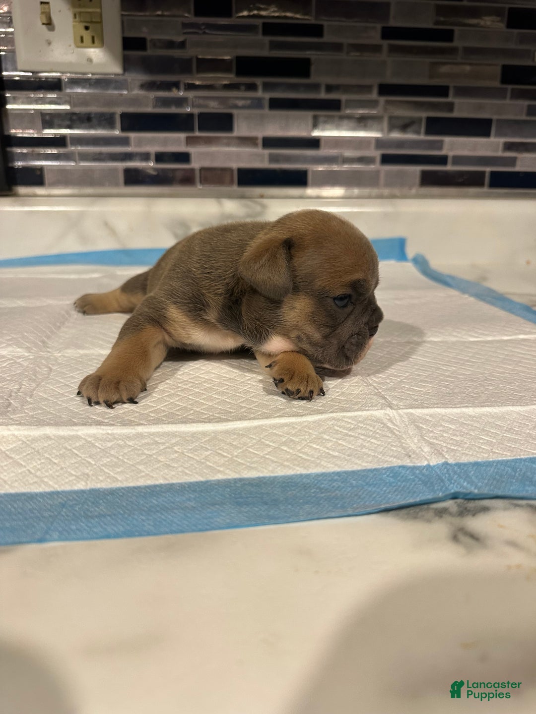 English Bulldog dogs for sale: Blue fawn Tri Girl  - Ad 5