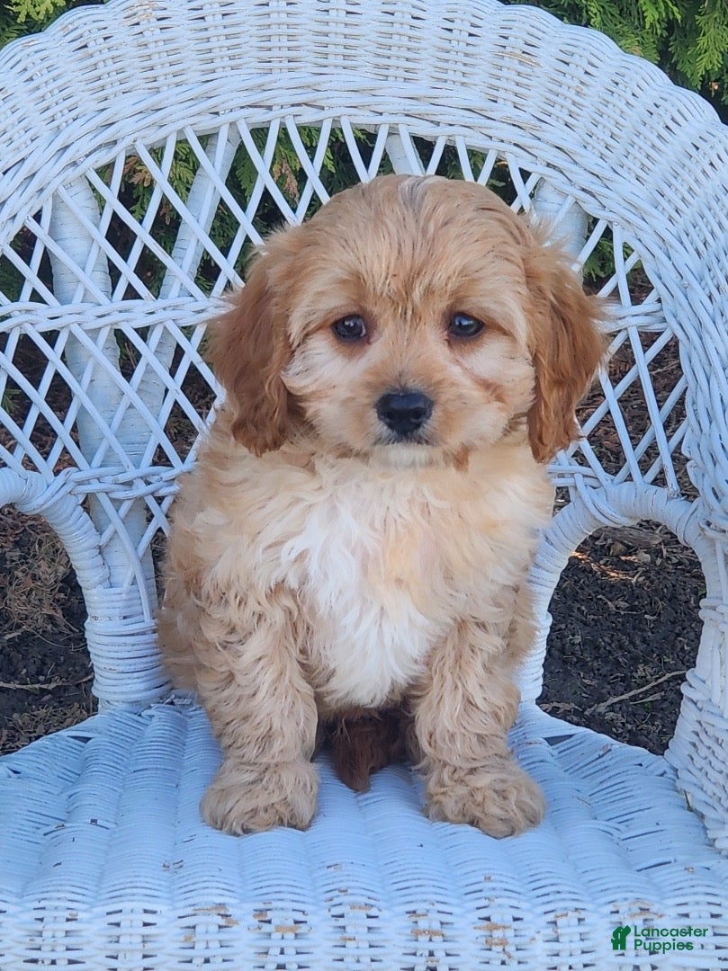 Cavapoo dogs Jerry - Ad 1