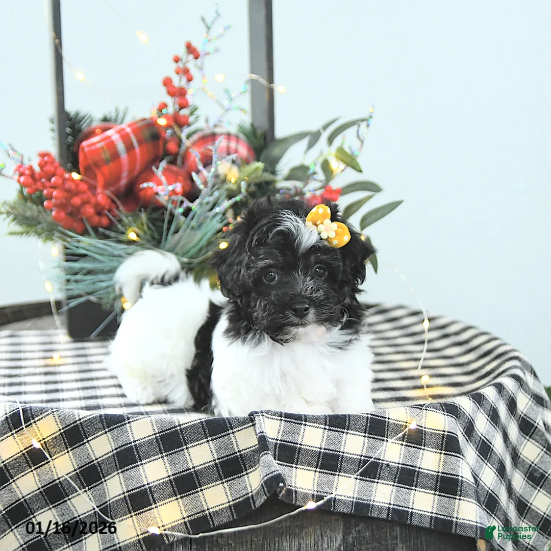 Havapoo dogs for sale: Elsa - Ad 8