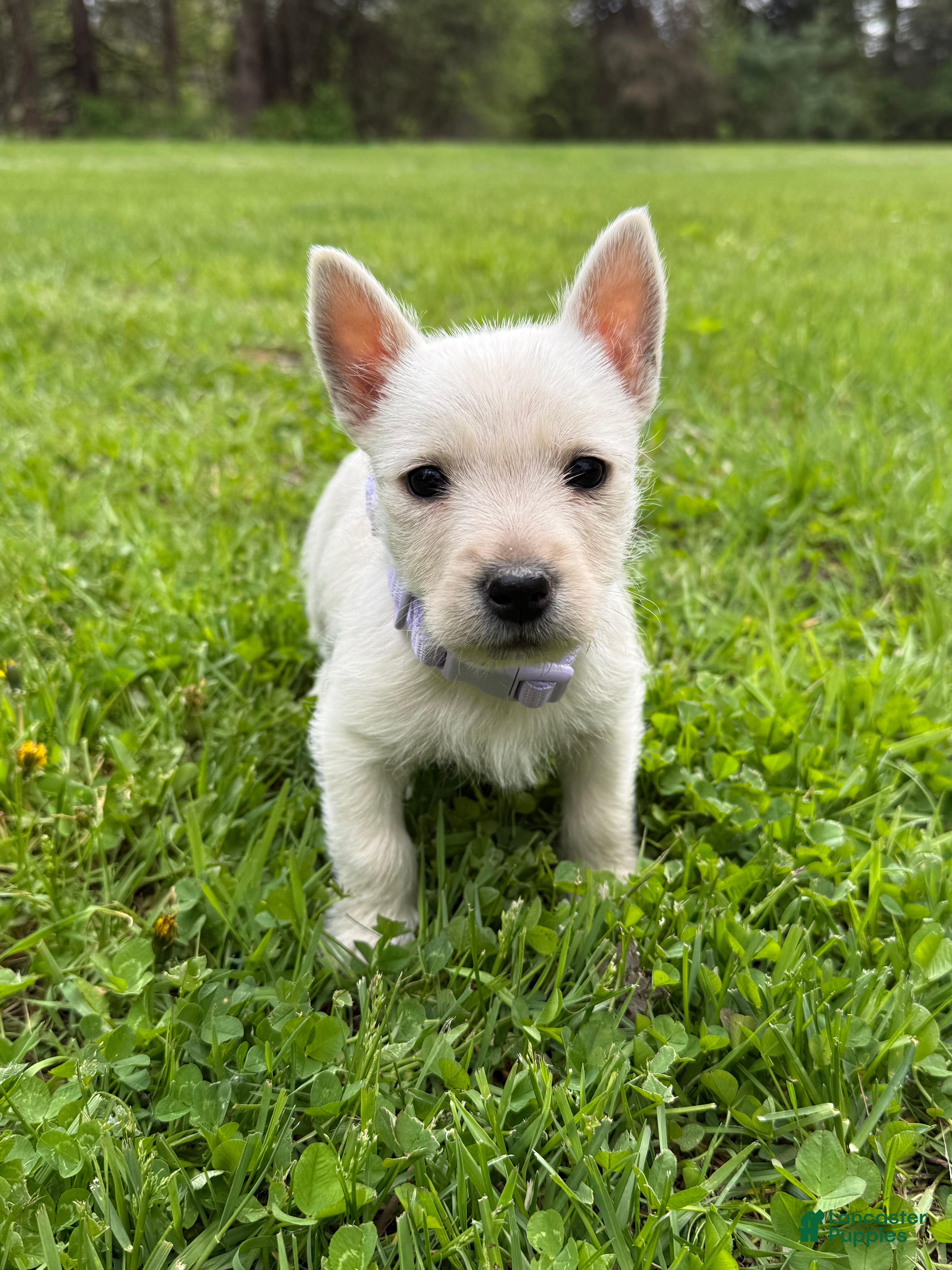 West Highland Terrier dogs for sale: West Highland Terrier Puppy 4 - Ad 1