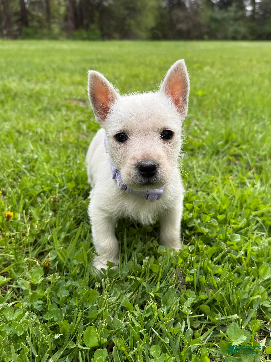 West Highland Terrier dogs for sale: West Highland Terrier Puppy 4 - Ad 1
