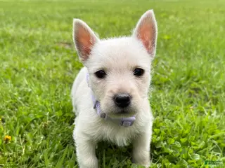 West Highland Terrier dogs for sale: West Highland Terrier Puppy 4 - Ad 1