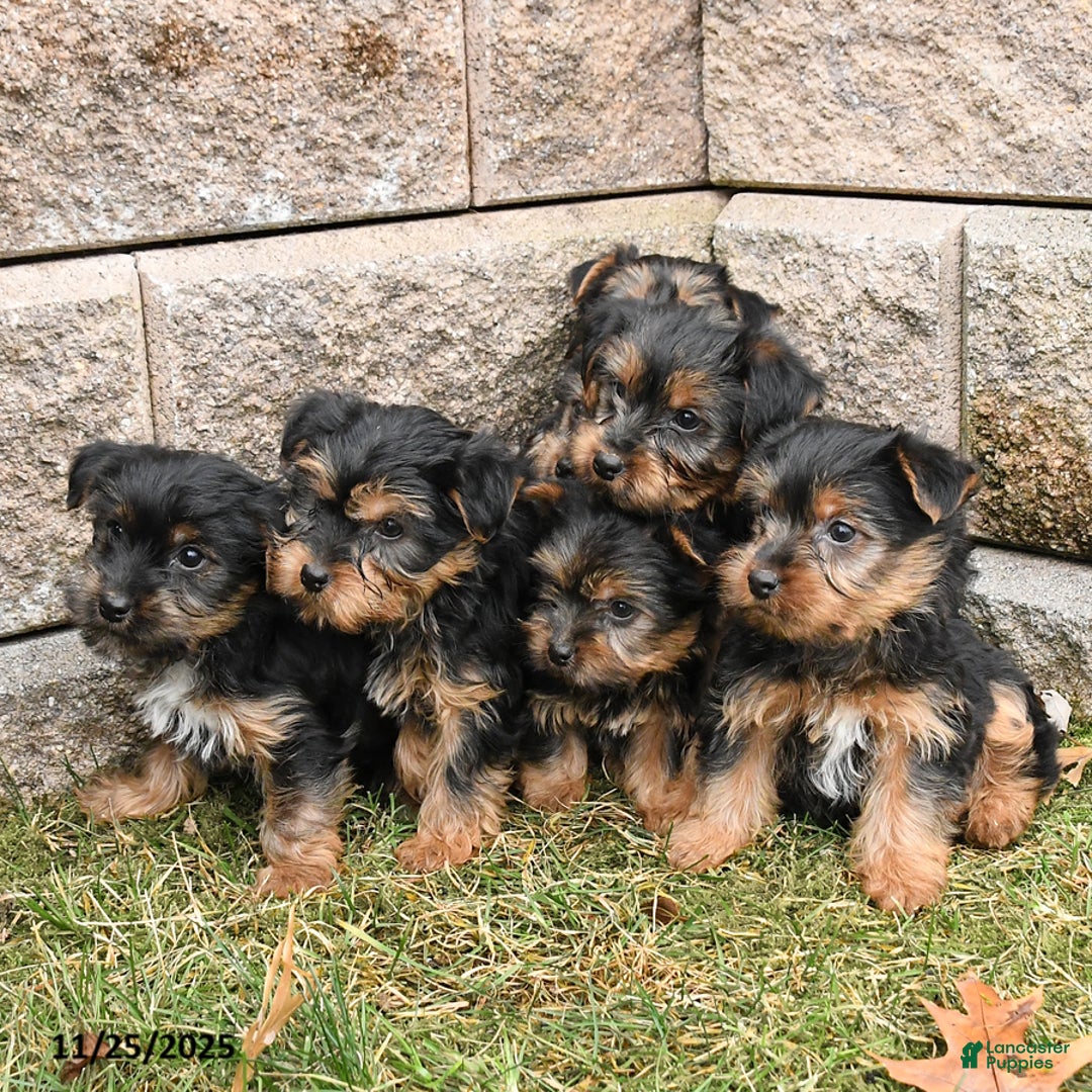 Yorkshire Terrier dogs for sale: Jane - Ad 3