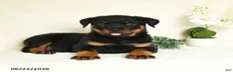 Rottweiler dogs for sale: Arlo - Ad 1