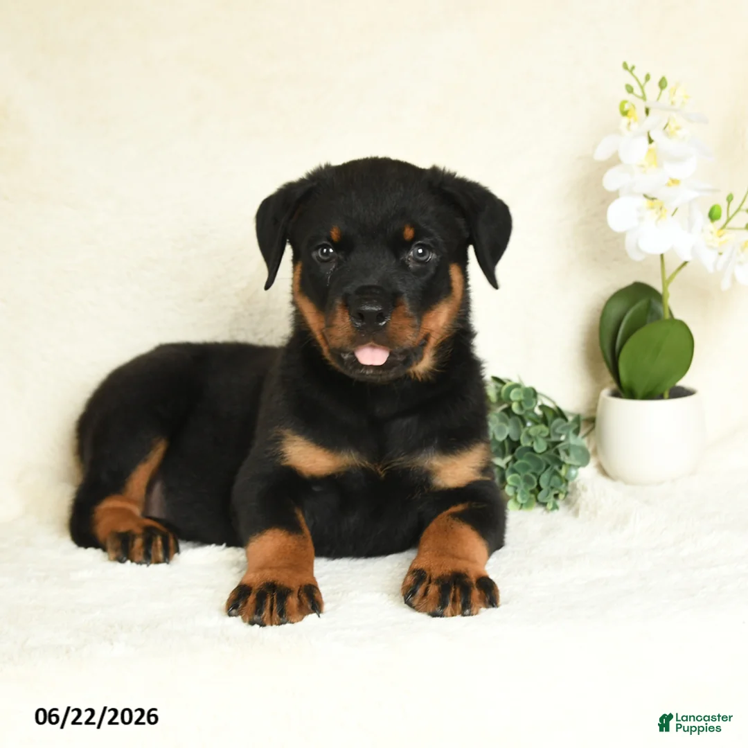 Rottweiler dogs for sale: Arlo - Ad 1