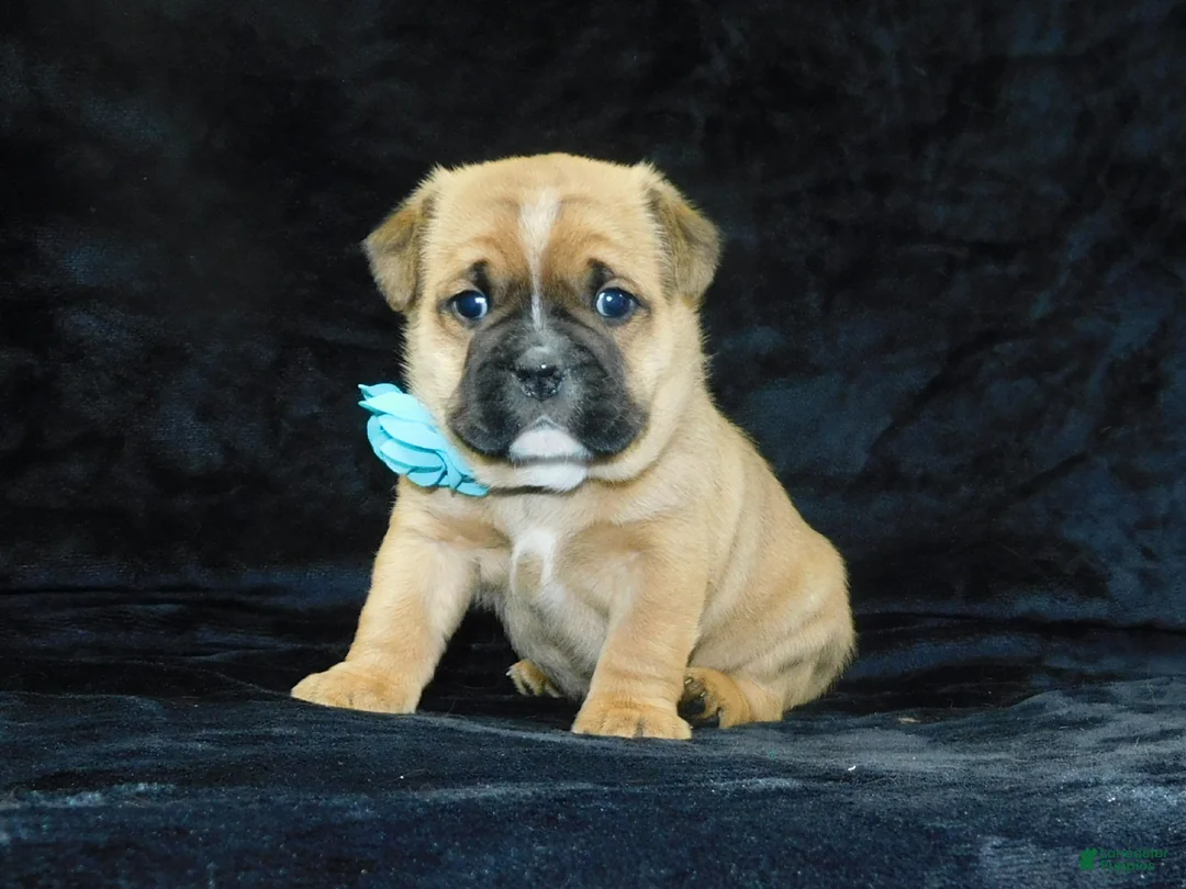 Mixed Breed dogs for sale: Rowdy - Ad 8