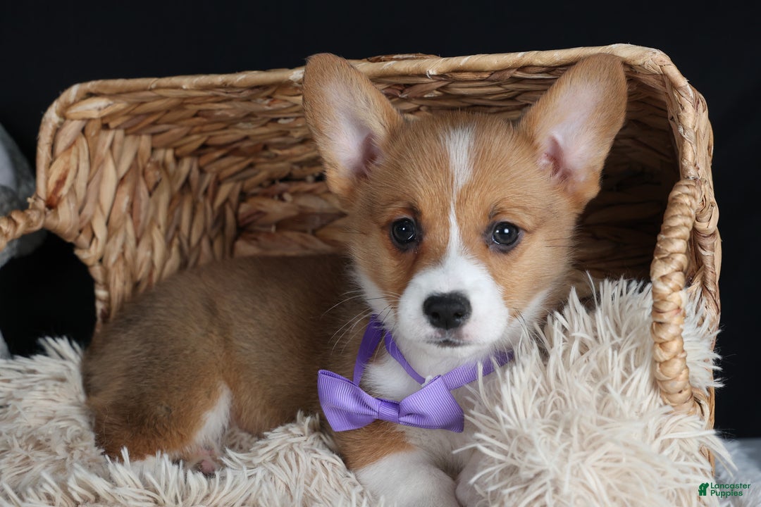 Welsh Corgi Pembroke dogs for sale: Holden - Ad 13