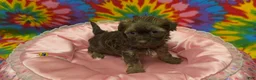Havanese dogs for sale: Amelia - Ad 4