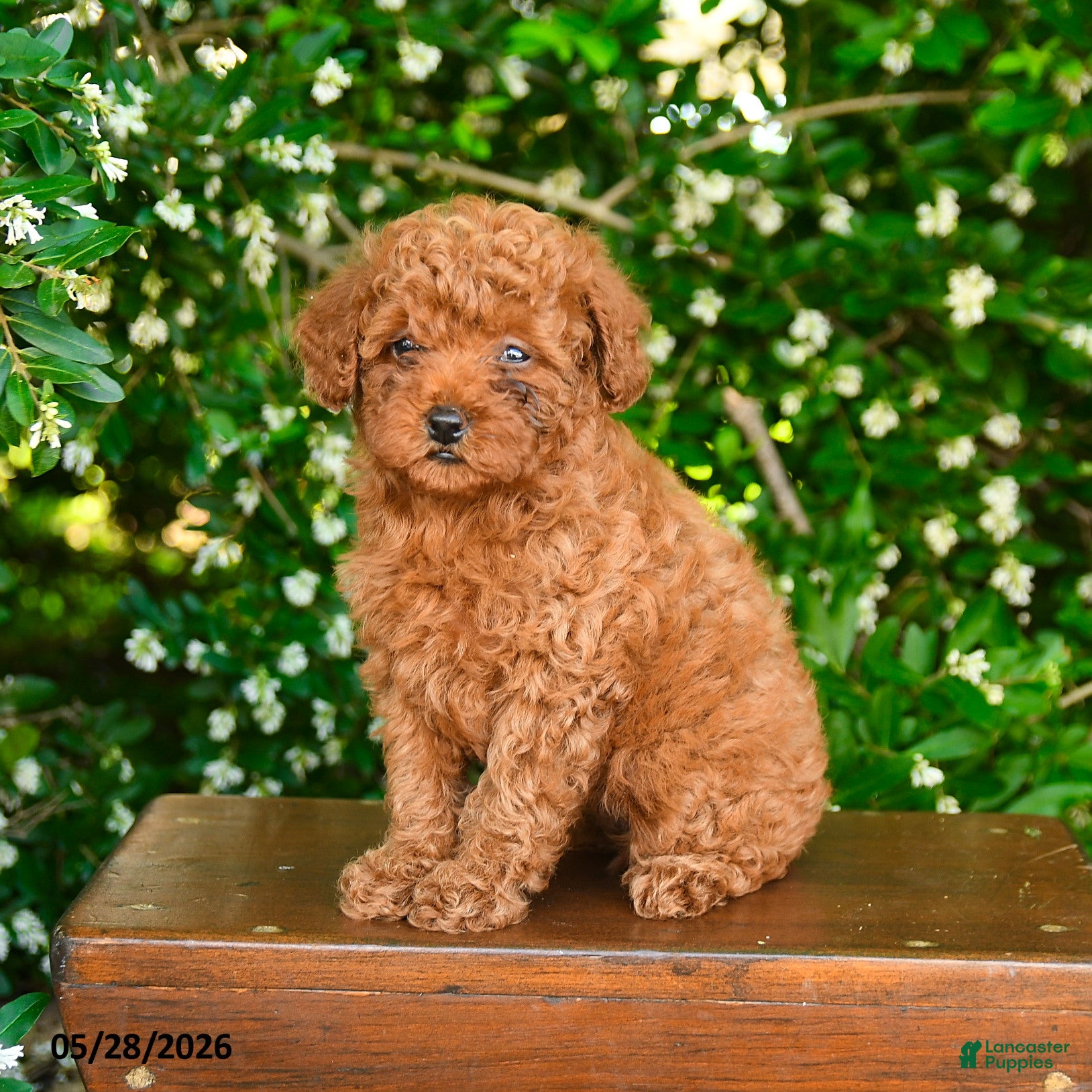 Toy Poodle dogs Sterling - Ad 2
