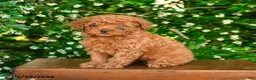 Toy Poodle dogs for sale: Sterling - Ad 2