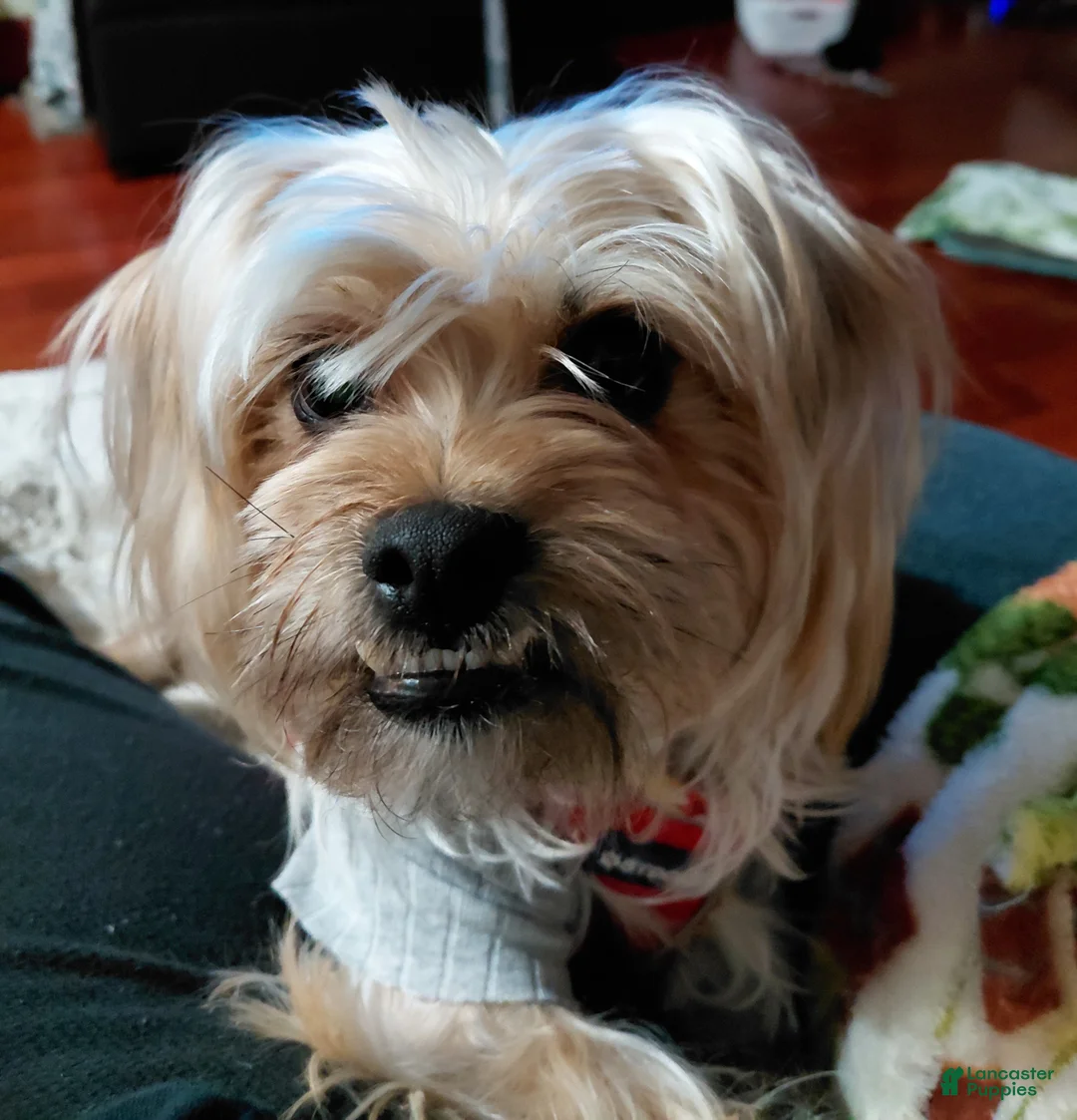 Morkie dogs for sale: Morkie 1 - Ad 2