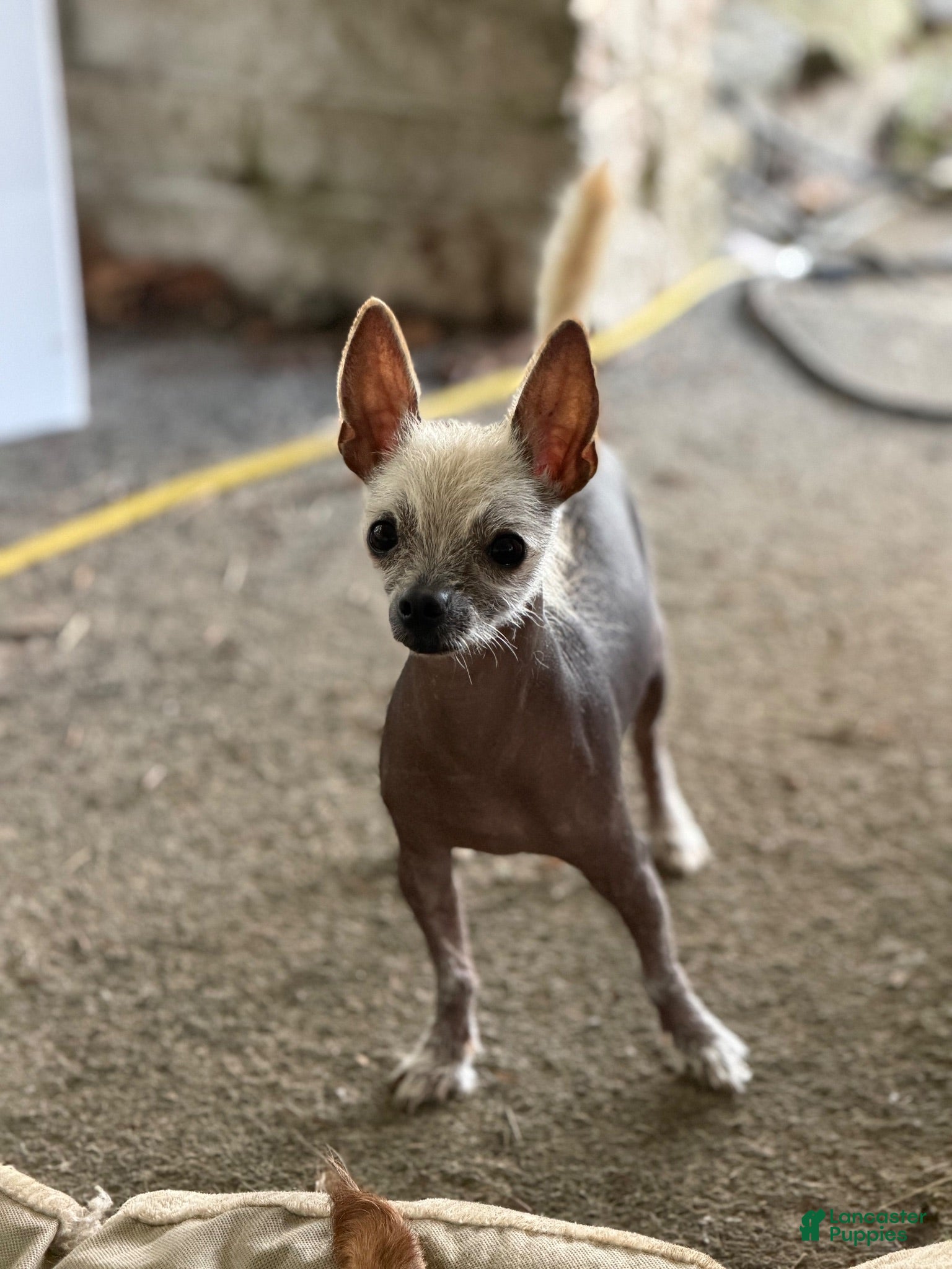 Mixed Breed dogs Frankie - Ad 1