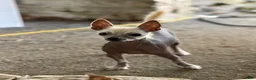 Mixed Breed dogs for sale: Frankie - Ad 1