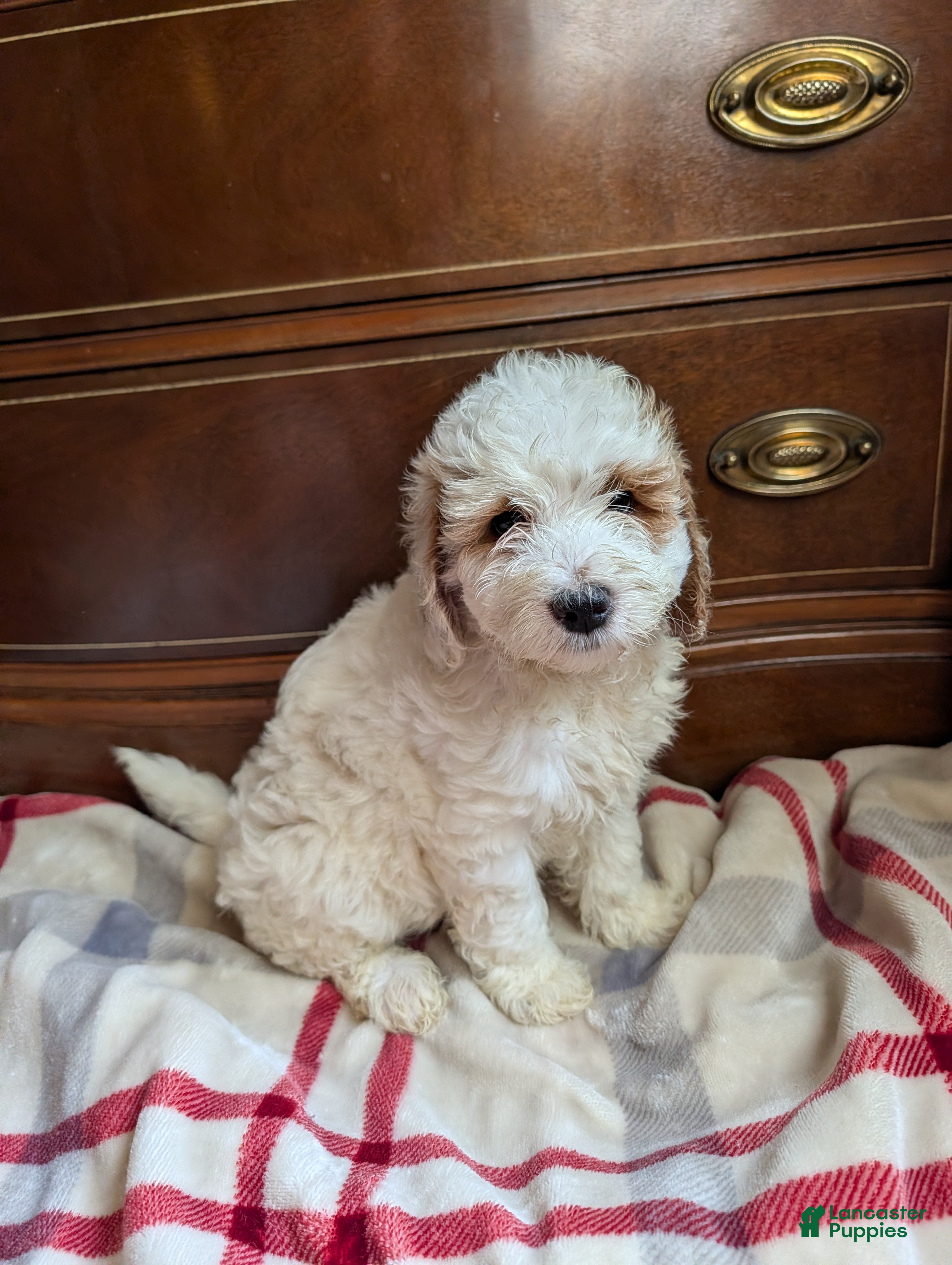 Mini Goldendoodle dogs Carter - Ad 2
