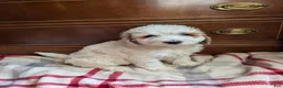 Mini Goldendoodle dogs for sale: Carter - Ad 2