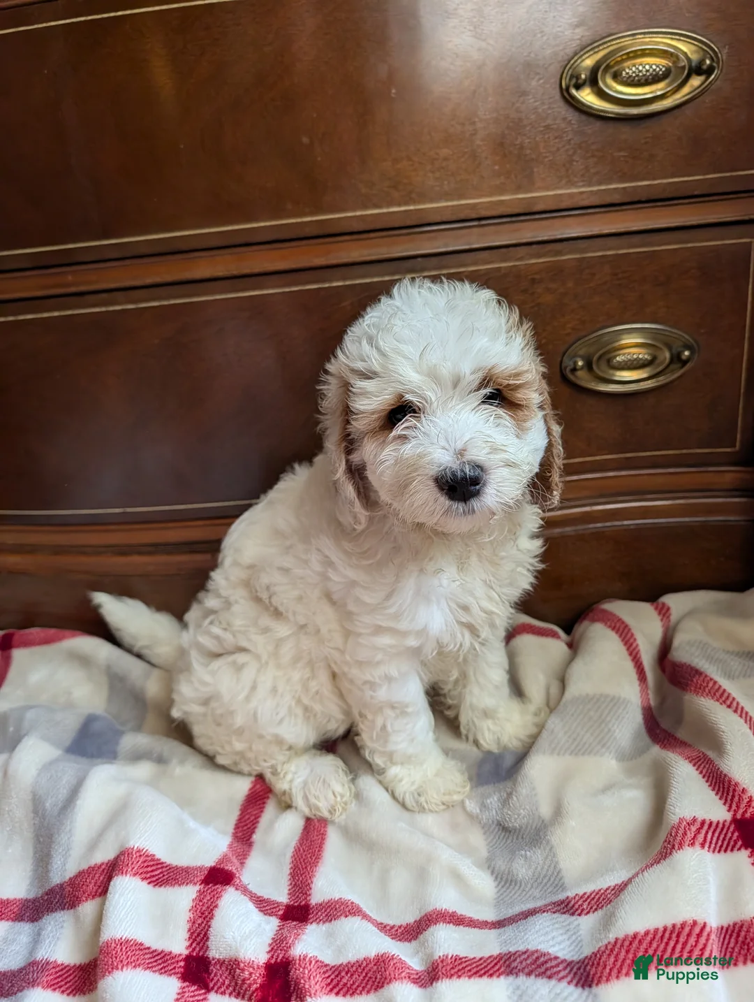 Mini Goldendoodle dogs for sale: Carter - Ad 2