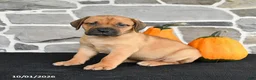 Mixed Breed dogs for sale: Sasha - Ad 3