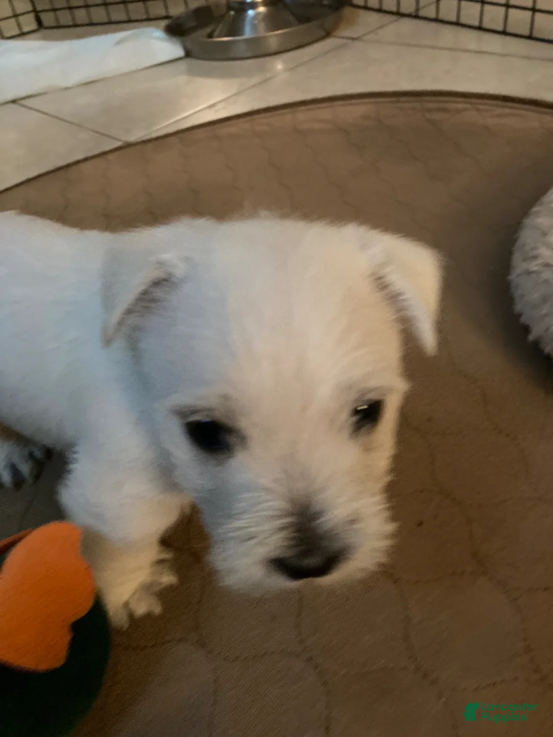 West Highland Terrier dogs for sale: Dora - Ad 1