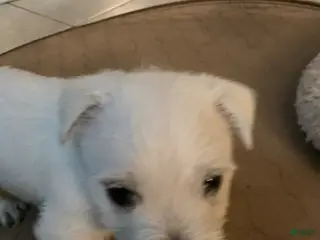 West Highland Terrier dogs for sale: Dora - Ad 1