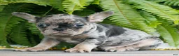 French Bulldog dogs for sale: Leo  - Ad 2