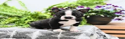 Boston Terrier dogs for sale: Wallace - Ad 4