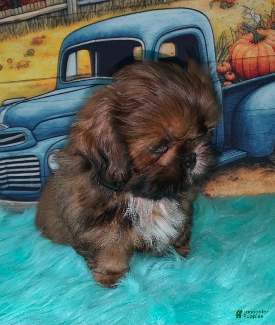 Shih Tzu dogs Kassy - Ad 2