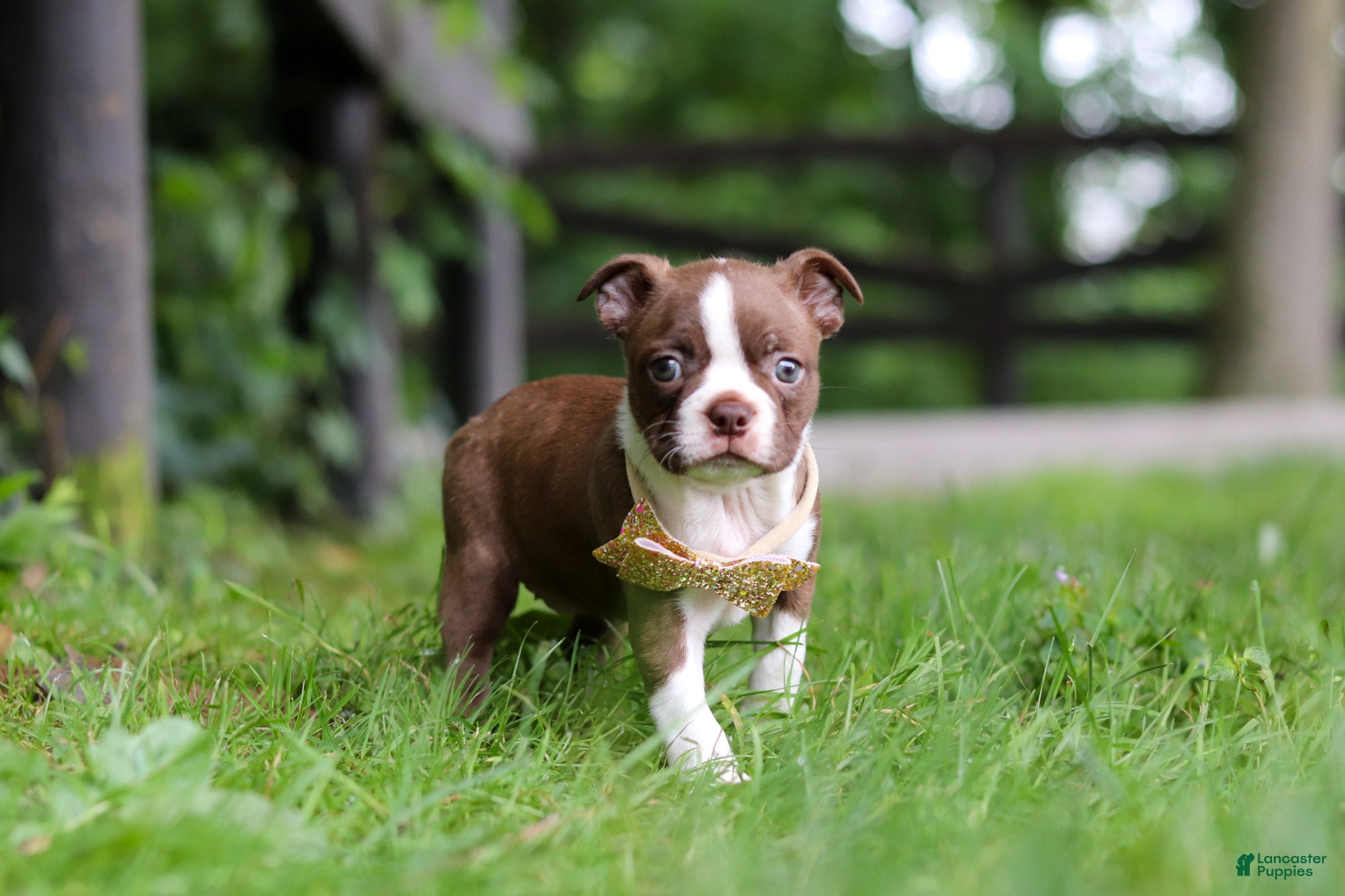 Boston Terrier dogs Jewel - Ad 2